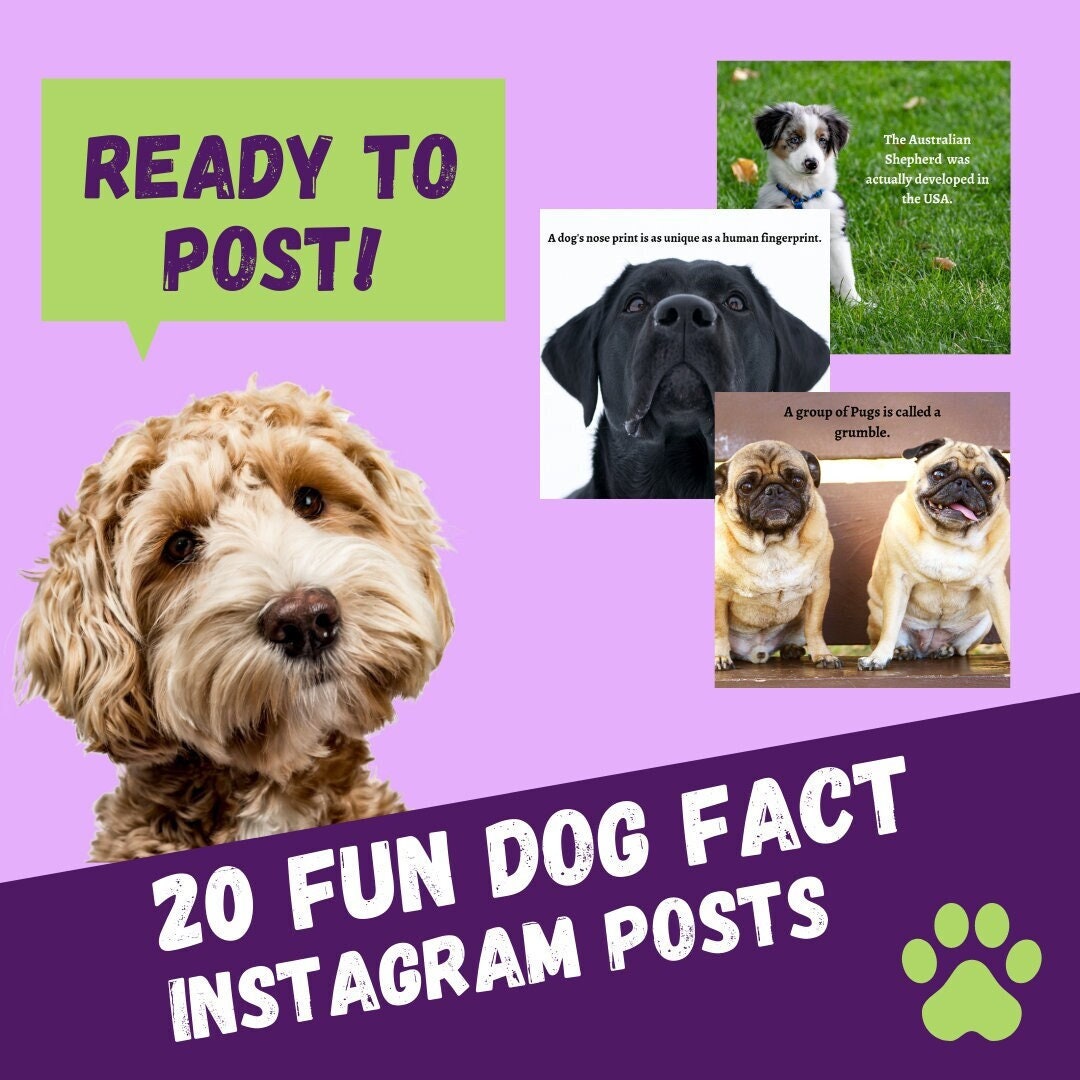 20 Ready to Post Dog Facts for Instagram Etsy