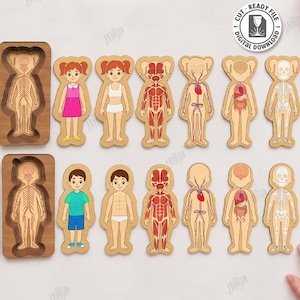 Puede incluir: Un conjunto de rompecabezas de anatomía humana de madera cortados con láser que muestran a una niña y un niño. Las piezas muestran varias capas, incluyendo piel, músculos, sistema circulatorio, órganos y esqueleto. Incluye texto descriptivo.