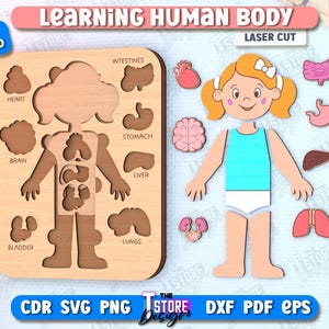 Learning Human Body Laser Cut Bundle, Montessori Toy, Human Body Puzzle, Kids Puzzle, Kids Anatomy Puzzle, Learning Toy, Educational Toy v.2