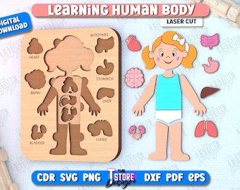 Learning Human Body Laser Cut Bundle, Montessori Toy, Human Body Puzzle, Kids Puzzle, Kids Anatomy Puzzle, Learning Toy, Educational Toy v.2