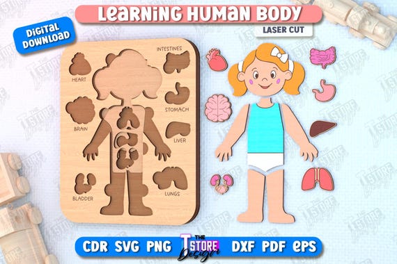 Learning Human Body Laser Cut Bundle, Montessori Toy, Human Body Puzzle, Kids Puzzle, Kids Anatomy Puzzle, Learning Toy, Educational Toy v.2