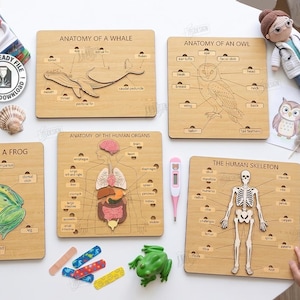 May include: Five square wooden educational boards featuring laser-cut anatomy diagrams of a whale, owl, frog, human organs, and human skeleton. Each board includes labelled parts and cut-out sections. The set includes digital file formats like SVG, PDF, and EPS.