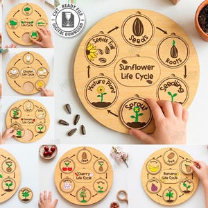 Peut inclure: Jeux éducatifs en bois représentant des cycles de vie, comme celui du tournesol et des abeilles. Chaque puzzle circulaire comporte des étapes étiquetées et des pièces amovibles. L'ensemble comprend 10 modèles différents.