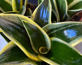 Hopewind Plans Shop. House Plant, Sansevieria, Black Gold, Black Star,  Trifasciata, 4 Inch Pot - Etsy