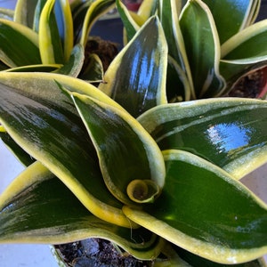 May include: A close-up of a green and yellow snake plant with long, pointed leaves. The leaves have a glossy finish and are arranged in a spiral pattern.