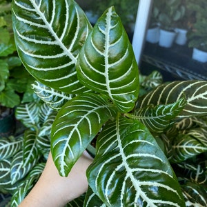 Hopewind Plants Shop, House Plant, Aphelandra Zebra Plant, 4 inch pot, Fully Rooted