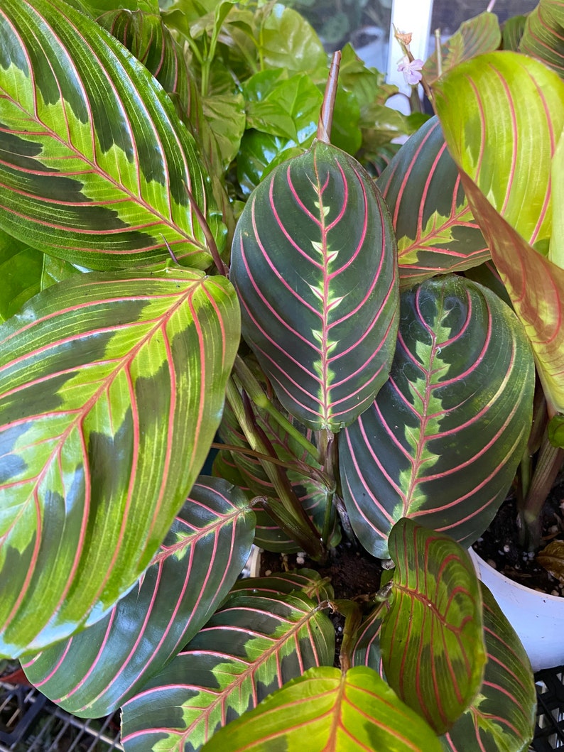 HopewindPlantsShop Maranta Prayer Plant - Thumbnail 2