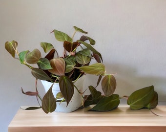 May include: A houseplant with dark green and burgundy leaves in a white ceramic pot. The plant is on a light wood table.