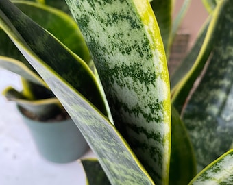 Sansevieria, Snake Plant, Laurentii 4 inch pot - indoor air purifier, House plant