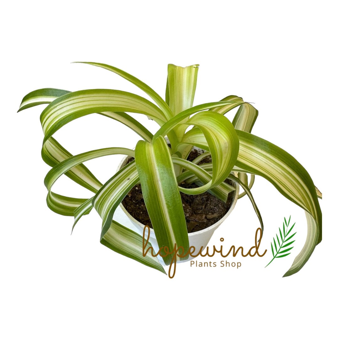 Bonnie Curly Spider Plant, Variegated Curly Leaves, Easy to Care and