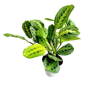 Lemon lime maranta live Plant, 4” Pot, Live plants - Easy to Grow.