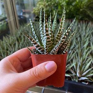Succulents, Haworthia, Live Plant, Zebra plant 2inch pot