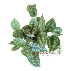 May include: Overhead view of a potted Scindapsus pictus plant, also known as Satin Pothos. The plant features heart-shaped green leaves with silver variegation. The image includes the text "hopewind Plants Shop".