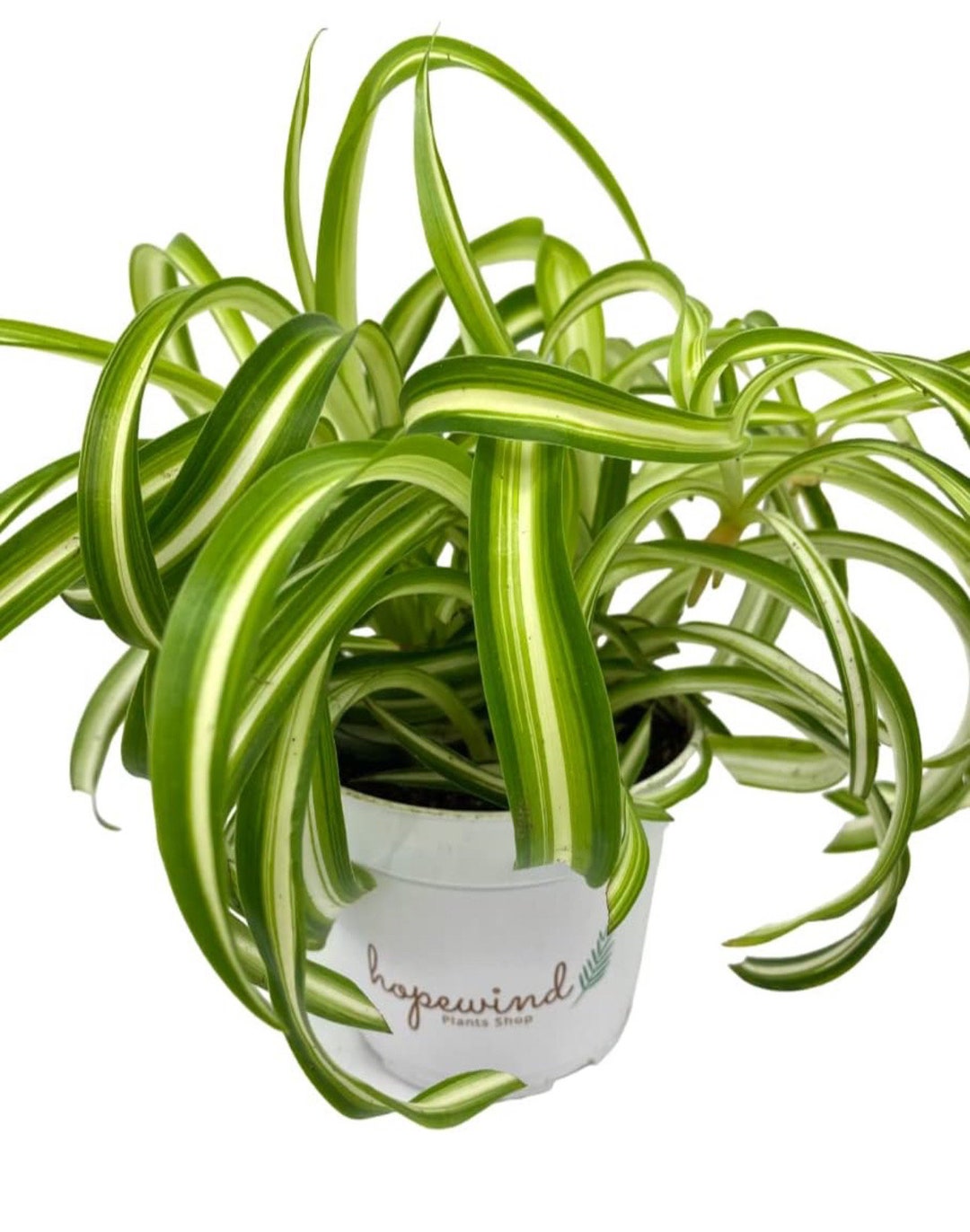 Bonnie Curly Spider Plant Chlorophytum Comosum Airplant Plant 4Pot
