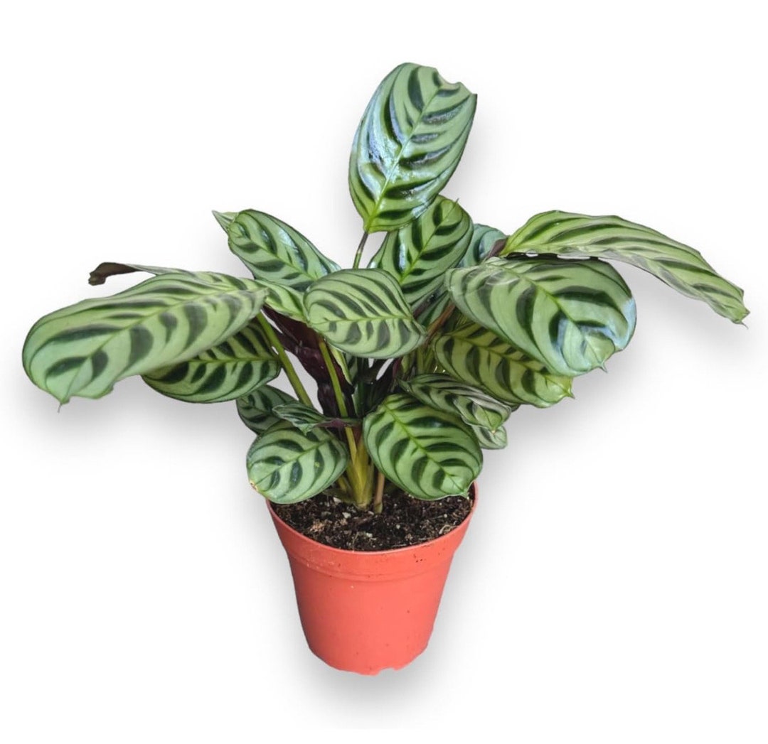 Calathea Burle Marx main image 1