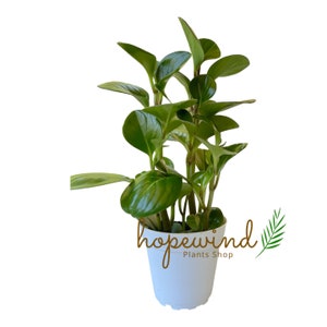 May include: A green Peperomia plant in a white pot. The plant has large, round leaves with a glossy finish. The pot has the text "hopewind Plants Shop" printed on the side.