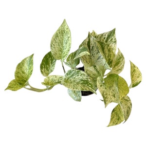 May include: A top-down view of a potted houseplant with variegated leaves. The leaves are a mix of green and creamy white, with a speckled pattern. The plant is set against a white background.