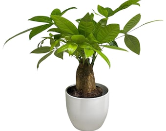May include: A Money Tree plant in a white ceramic pot. The plant has vibrant green leaves and a thick, textured trunk. The pot is round and smooth, providing a clean contrast to the natural plant.