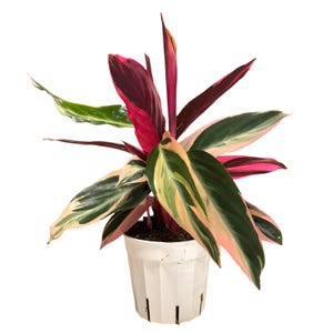 Calathea Tricolor - Etsy