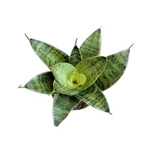 Sansevieria, snake plant, silver star, 4 inch pot