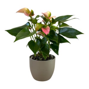 May include: A potted Anthurium plant with vibrant green leaves and pink and green spathes. The plant is in a gray ceramic pot, creating a modern and natural aesthetic. The plant is a houseplant.