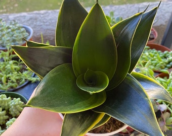 Sansevieria Sp Mecufi Mozambique Medium Size Rare Snake Plant - Etsy