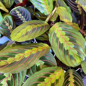 Red  Maranta, prayer plant, 4inch pot, hopewind plants shop