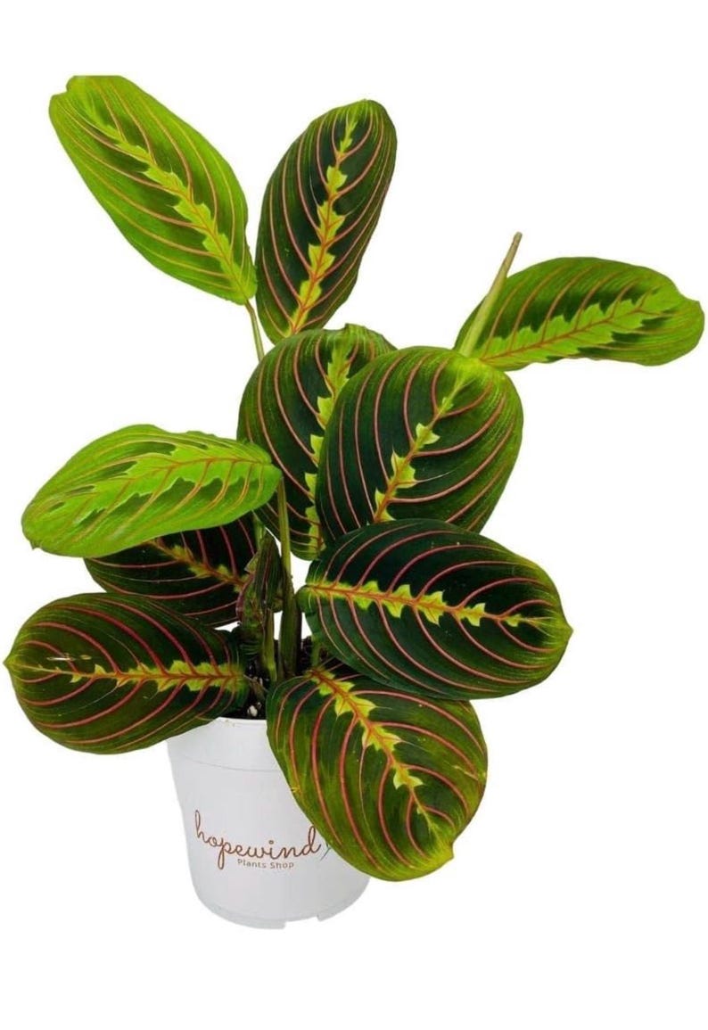 HopewindPlantsShop Maranta Prayer Plant - Thumbnail 4