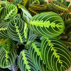 Lemon Lime Maranta, Lovely prayer plant, 4inch pot, Hopewind plants shop Maranta Leuconeura - Tropical Plant