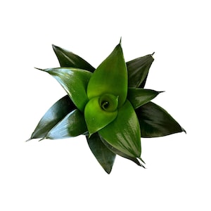 May include: A top-down view of a vibrant green plant with glossy, pointed leaves arranged in a spiral pattern. The leaves transition from a lighter green at the center to a darker shade towards the edges, set against a clean white background.