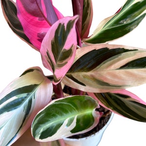 Calathea Triostar: Stromanthe Tricolor Prayer Plant - 4” Pot