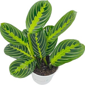 May include: A green and yellow striped Calathea plant in a white pot. The plant has large, oval leaves with a prominent pattern.