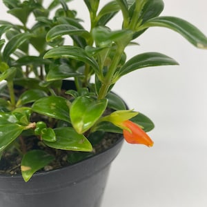 May include: A small potted plant with dark green leaves and a single orange flower bud. The plant is in a black plastic pot.