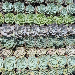 May include: A close-up shot of various succulents in small black pots. The plants display a range of colours, including green, grey-blue, and purple. The succulents are arranged in rows, highlighting their rosette formations. Perfect for a garden or interior design.