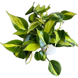 Hopewind Plnats Shop - Philodendron hederaceum Brasil, Rare Variety, Live Indoor Plant, 4 inch Pot