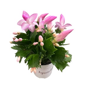 Light Pink Christmas Cactus, Live Houseplant - 4&quot; Pot