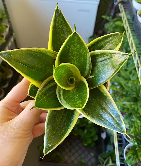 buy succulent plants in bulk Gardens Made Easy  Bulk Succulent 50-pack: Colorful, Cute & Carefree  Plants  Wedding, Celebration, DIY Succulents - (2" Pots)
