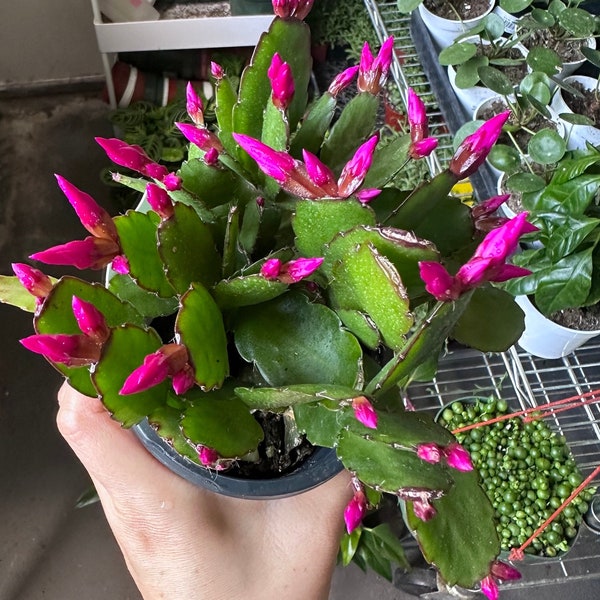 Pink/purple/fuchsia spring cactus (Easter cactus) ,4 inch live plant