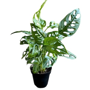 May include: A vibrant green Monstera Adansonii plant with unique, hole-filled leaves. The plant is potted in a black plastic pot. The leaves have a glossy texture and are arranged in a lush, full display. The plant is set against a plain white background.