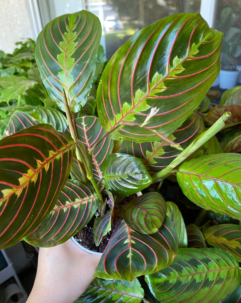 HopewindPlantsShop Maranta Prayer Plant