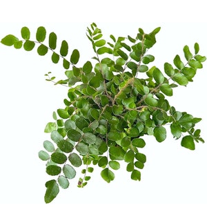 May include: A lush green fern plant with delicate fronds, perfect for adding a touch of nature to any indoor space.