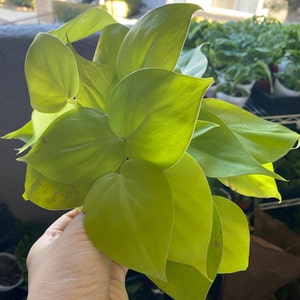 Philodendron, neon cordatum, 4 inch pot