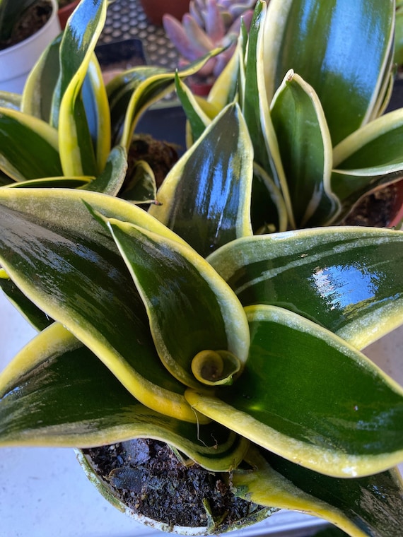 strelitzia nicolai 160 cm Strelitzia Nicolai Bird of Paradise House Plant  Plants For All Seasons