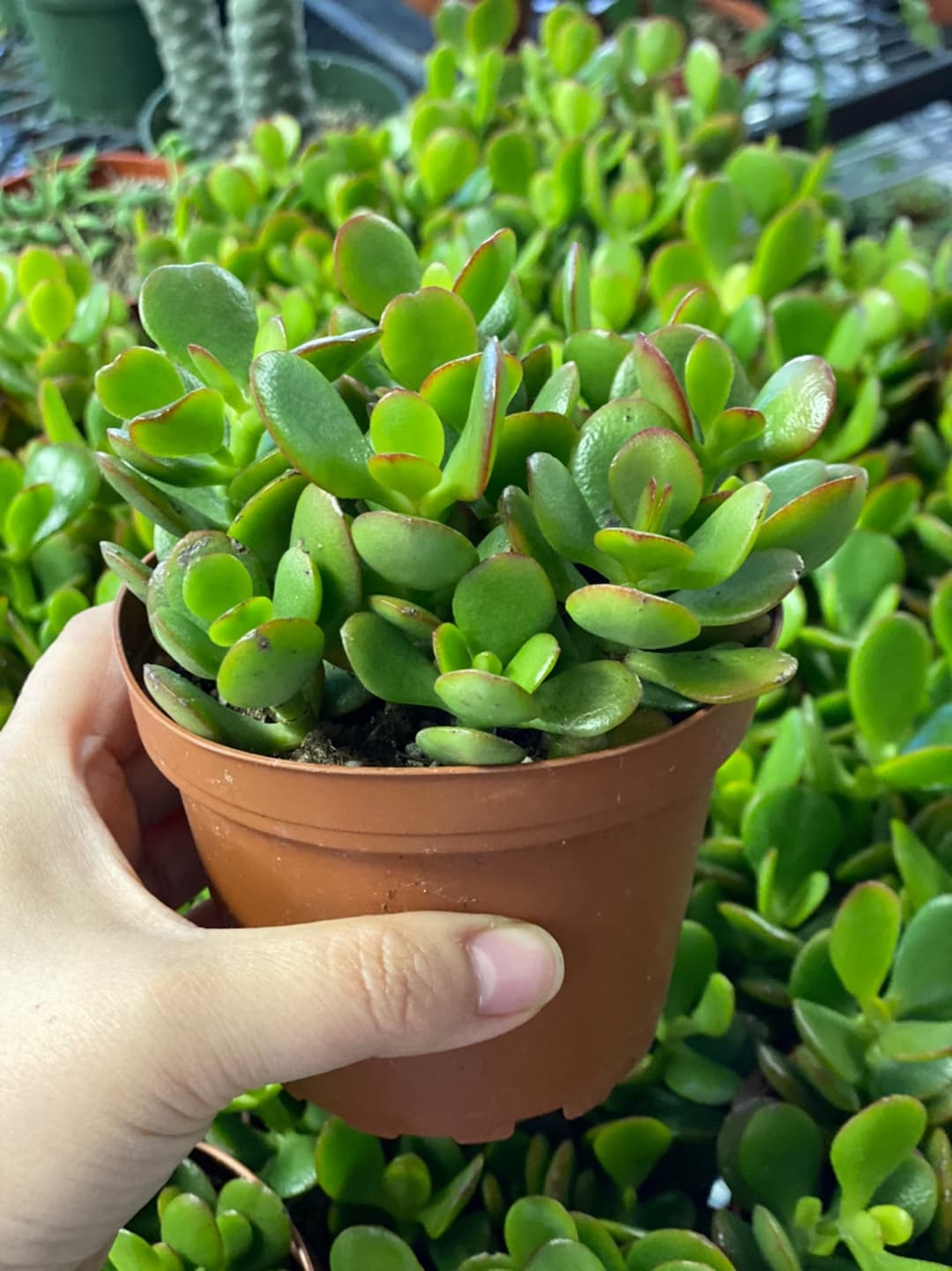 Succulents, Crassula Ovata, Jade Plant, Jade Succulent 4 Inch Pot House