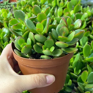 Succulents, crassula ovata, Jade Plant, Jade Succulent 4 inch Pot - House Live Plant