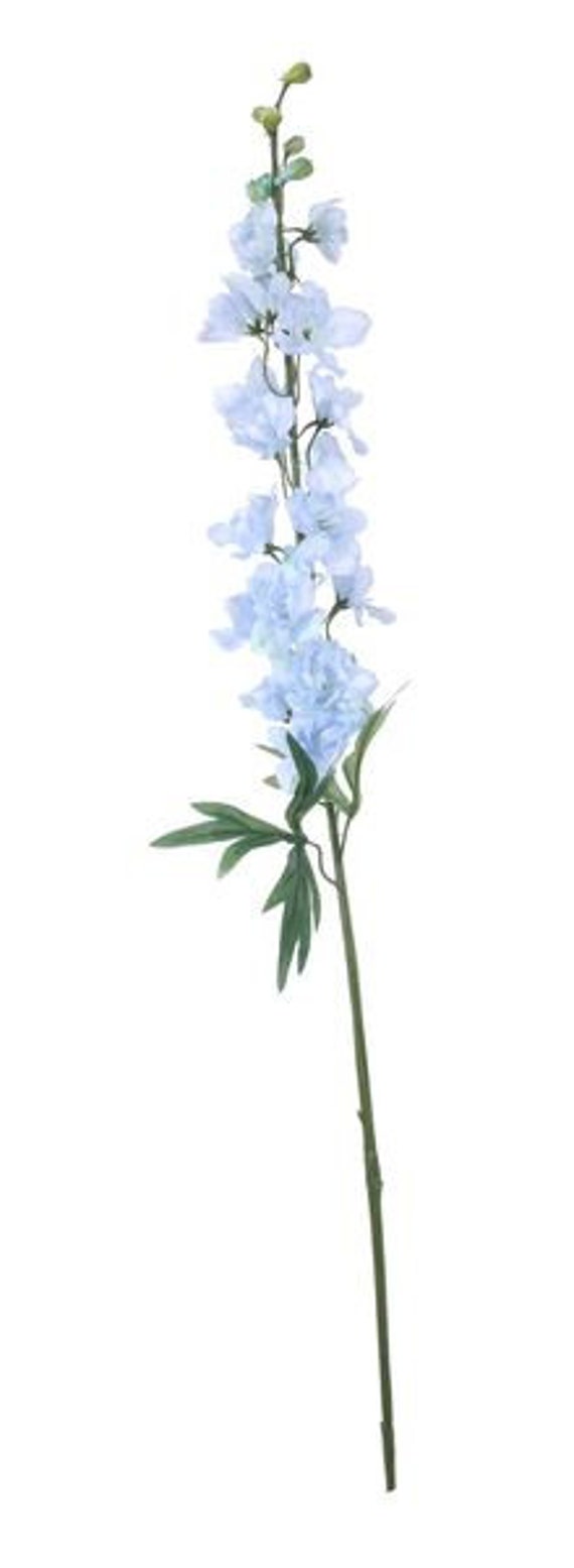 Baby blue delphinium 2025