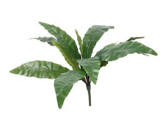 Bird Nest Fern Bush (25inch)