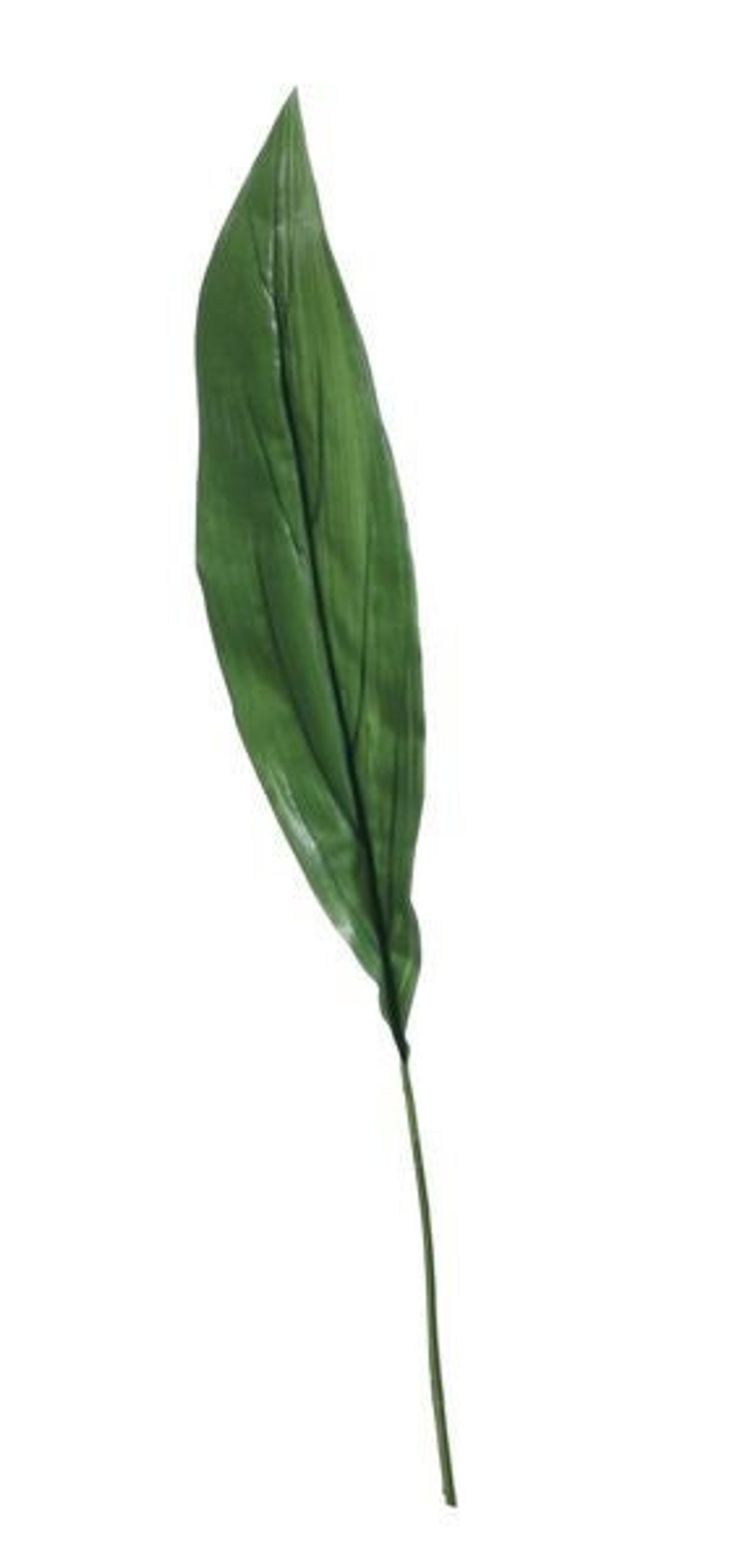 Extra Large Aspidistra Leaf Green 81cm Artificial Green Leaf Etsy