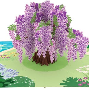 pinnatum albo variegata 4