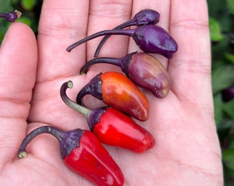 Black Tongue Scorpion Pepper - 20+ Pepper Seeds - Etsy